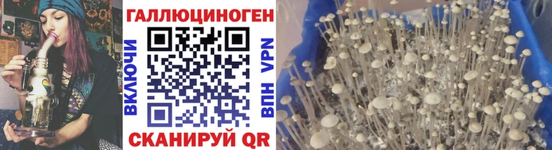Галлюциногенные грибы Psilocybine cubensis  hydra ссылка  Качканар 